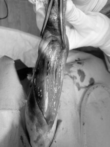 At a Veterinary Referral Clinic, a gloved specialist meticulously handles a dissected animal limb, uncovering exposed tissue and muscle, under the guidance of insights from three RCVS Advanced Practitioners.