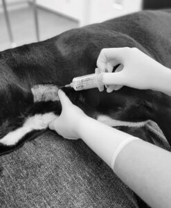 At a veterinary referral clinic, a specialist meticulously administers an injection to a dog using a syringe marked ACP. The dogs fur is shaved at the site of injection for accuracy and comfort.