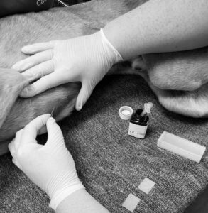 A specialist, wearing gloves, gently inserts an acupuncture needle into a dogs leg. On the nearby table sit a small bottle and cap. This forms part of a comprehensive Veterinary Referral procedure, engaging various experts for holistic care.