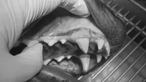 In a veterinary setting, a gloved hand carefully holds open a dogs mouth to display its teeth and gums. Particular attention is given to the canine teeth, which are examined by a veterinary professional as part of a comprehensive assessment.