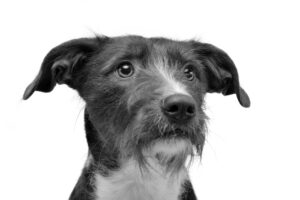 A black and white photograph of a dog with a scruffy coat and attentive expression, gazing slightly away from the camera against an unadorned white backdrop—beautifully encapsulates the charm that makes it a regular at our Vet Referral Clinic.