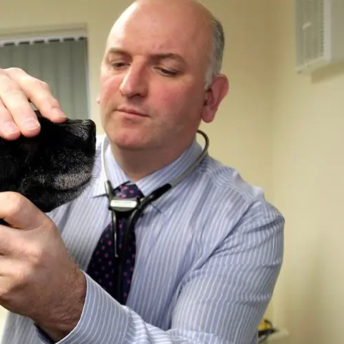 A man wearing a striped shirt, with a stethoscope draped around his neck, inspects a dogs face at the Veterinary Referral Clinic.