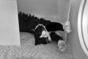 A black and white cat lounges on a textured mat, stretching its front paws upwards within a small enclosed space.